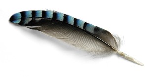 eurasian-jay-feather-1544956-copie-pour-site